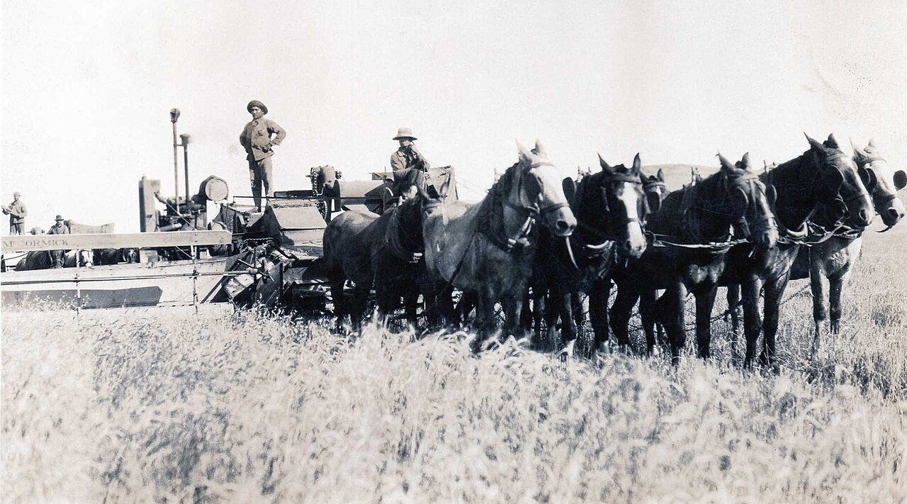 Cosechadora trabajando en un campo de trigo en la provincia de Buenos Aires